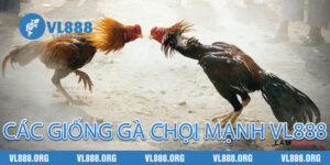Các Giống Gà Chọi Mạnh vl888